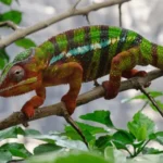 Chameleónovité – A Comprehensive Exploration of the World’s Most Extraordinary Reptiles