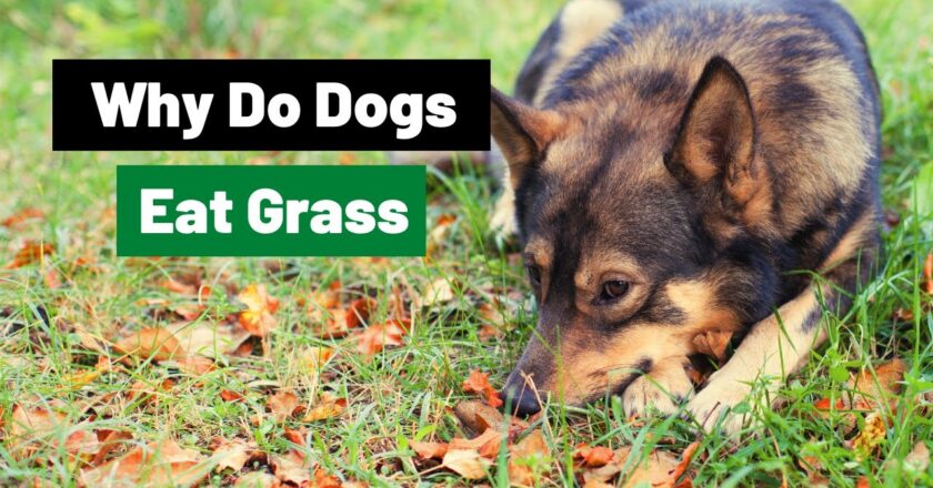 Why Do Dogs Eat Grass? A Deep, Human-Centred Look at This Curious Canine Behaviour